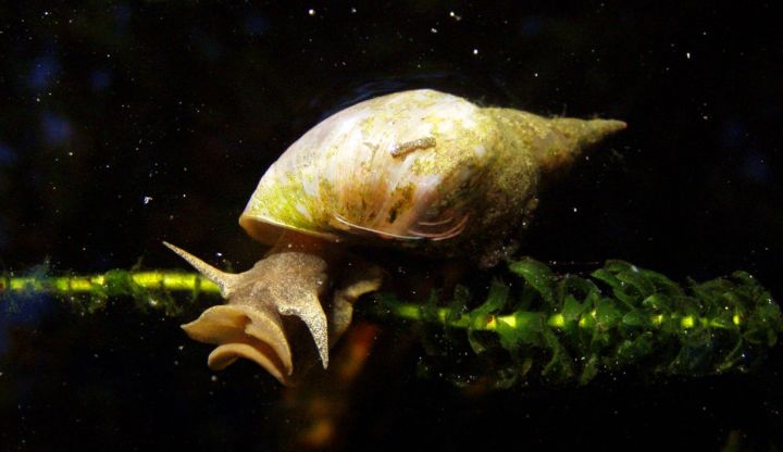 Sladkovodní plž Plovatka bahenní (Lymnaea stagnalis) - klikněte pro zobrazení detailu