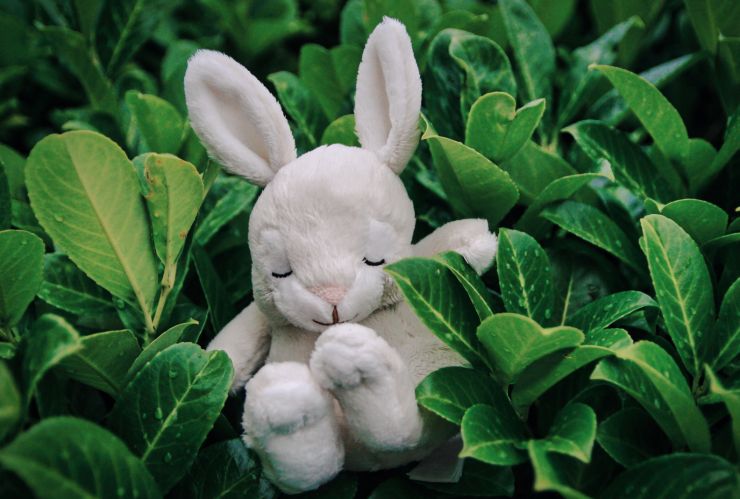 zobrazit detail snímku: Zajíček.