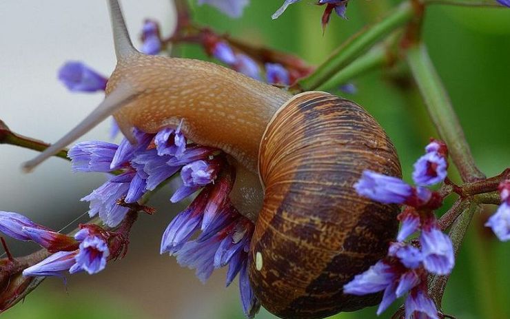 zobrazit detail snímku: Hlemýžď kropenatý (Cornu aspersum)