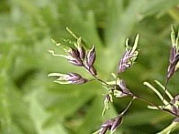 Nepravá viviparie u lipnice alpské - Poa alpina - klikněte pro zobrazení detailu