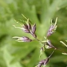 Nepravá viviparie u lipnice alpské - Poa alpina