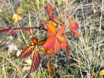 Trnitý keř - klikněte pro zobrazení detailu Trnitý keř - klikněte pro zobrazení detailu