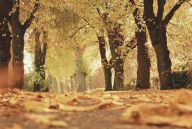 Odpočinek během podzimu: zpomal, nadechni se a načerpej energii Odpočinek během podzimu: zpomal, nadechni se a načerpej energii: Podzim je obdobím, kdy se příroda ukládá k…