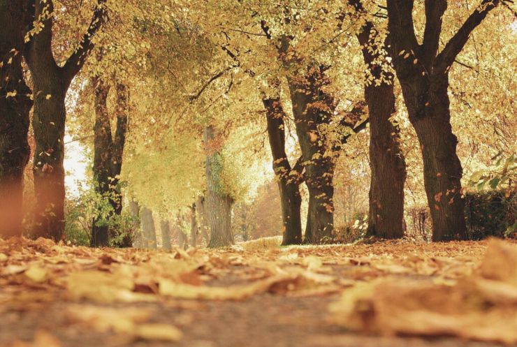 zobrazit detail snímku: Podzim.