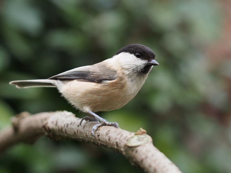 Sýkora lužní  - Poecile montanus - klikněte pro zobrazení detailu