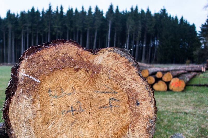 Pokácené stromy. - klikněte pro zobrazení detailu