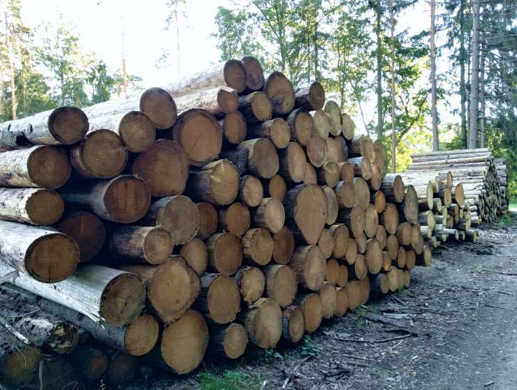 zobrazit detail snímku: Pokácené dřevo