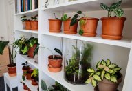 Pět užitečných rad jak v zimě pečovat o pokojové rostliny: Máte domov, školu nebo pracoviště vyzdobené…