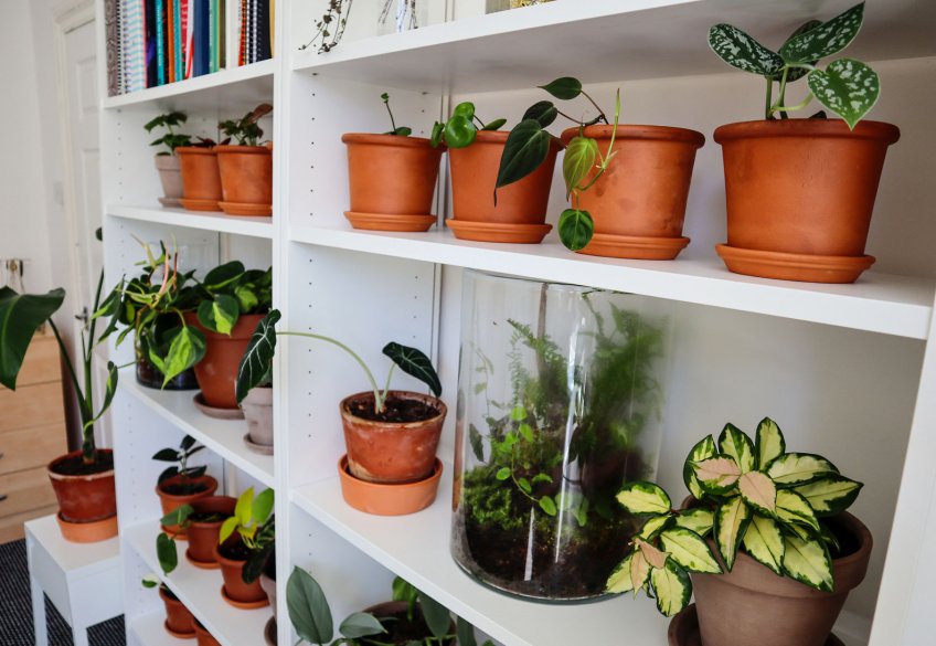 Pět užitečných rad jak v zimě pečovat o pokojové rostliny: Máte domov, školu nebo pracoviště vyzdobené...