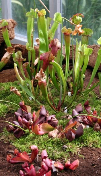 Botanická zahrada Brno 1 - klikněte pro zobrazení detailu