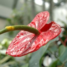 Botanická zahrada Brno 4