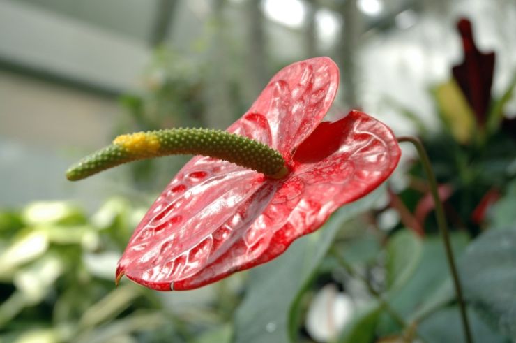 zobrazit detail snímku: Botanická zahrada Brno 4