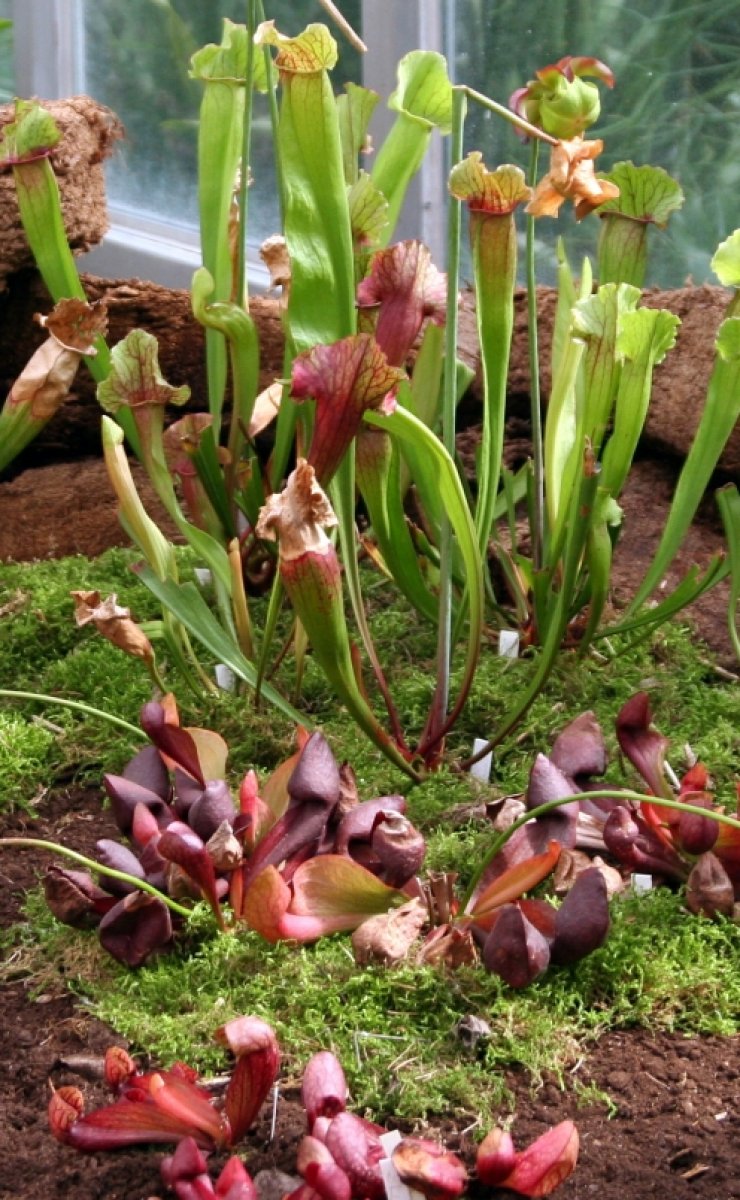 zobrazit detail snímku: Botanická zahrada Brno 1