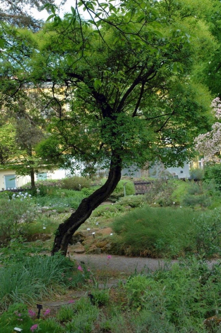 zobrazit detail snímku: Botanická zahrada Brno 3