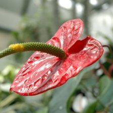 Botanická zahrada Brno 4