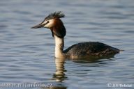 Potápka roháč - Podiceps cristatus: Také se jí říkalo roháč velký. Lidé kdysi…
