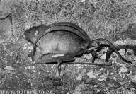 Potkan - Rattus norvegicus: Jedná se o zvíře, které je pro někoho velmi…