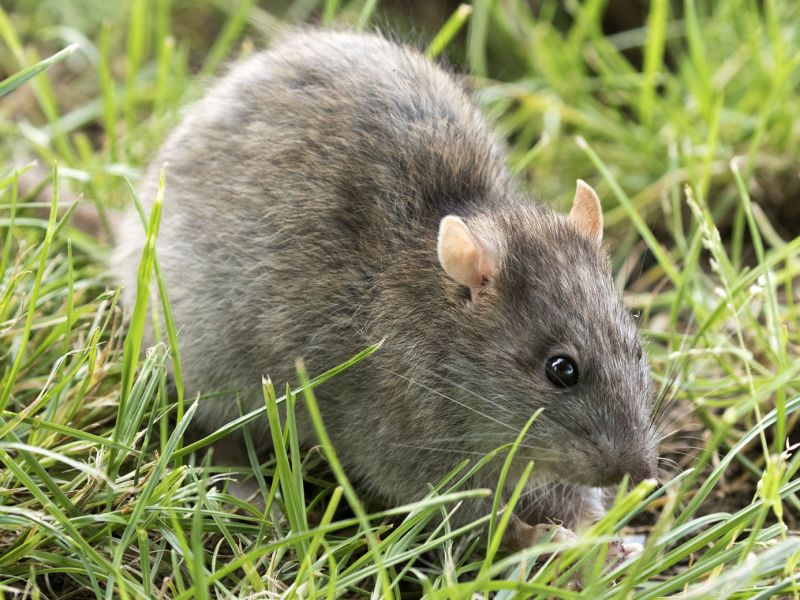 Potkan obecný (Rattus norvegicus). - klikněte pro zobrazení detailu