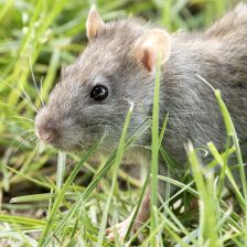 Potkan obecný (Rattus norvegicus).