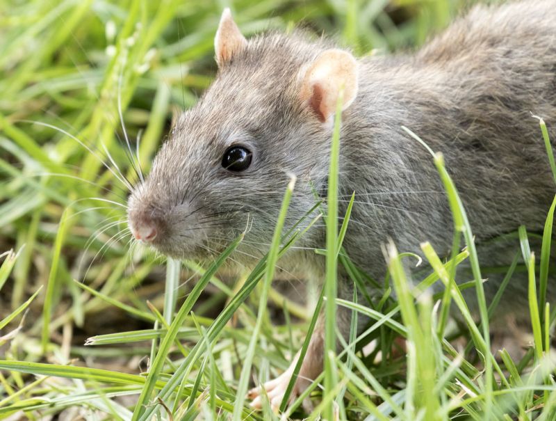 Potkan obecný (Rattus norvegicus). - klikněte pro zobrazení detailu