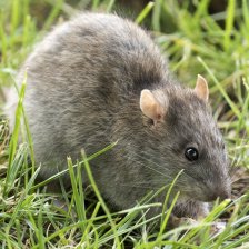 Potkan obecný (Rattus norvegicus).