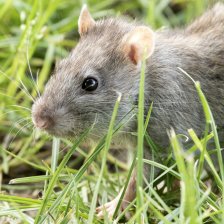 Potkan obecný (Rattus norvegicus).