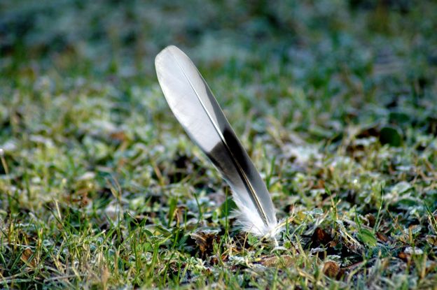 stáhnout tapetu: Pírko