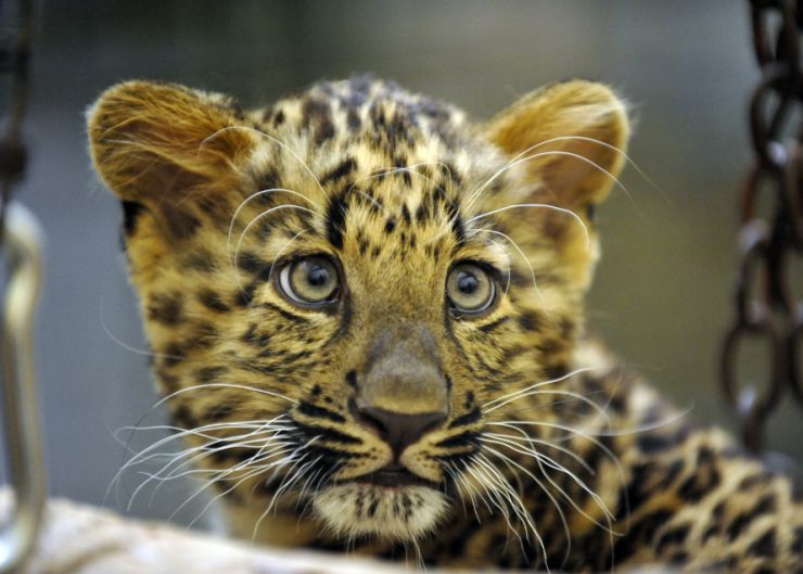 zobrazit detail snímku: Čínský leopard