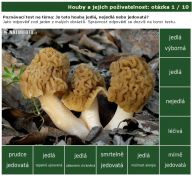Nová poznávačka: jedlé a nejedlé houby: Sbíráte v lese houby? Dokážete rozeznat které…