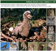 Nová poznávačka: ptáčata sov a dravců: Dokážete správně rozeznat ptáčata sov a…