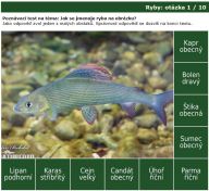 Nová poznávačka: sladkovodní ryby: Rybaříte? Rozeznáte bezpečně jednotlivé druhy…
