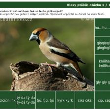Poznávačka: Hlasy ptáků