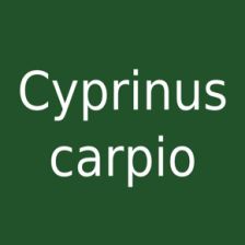 Cyprinus carpio