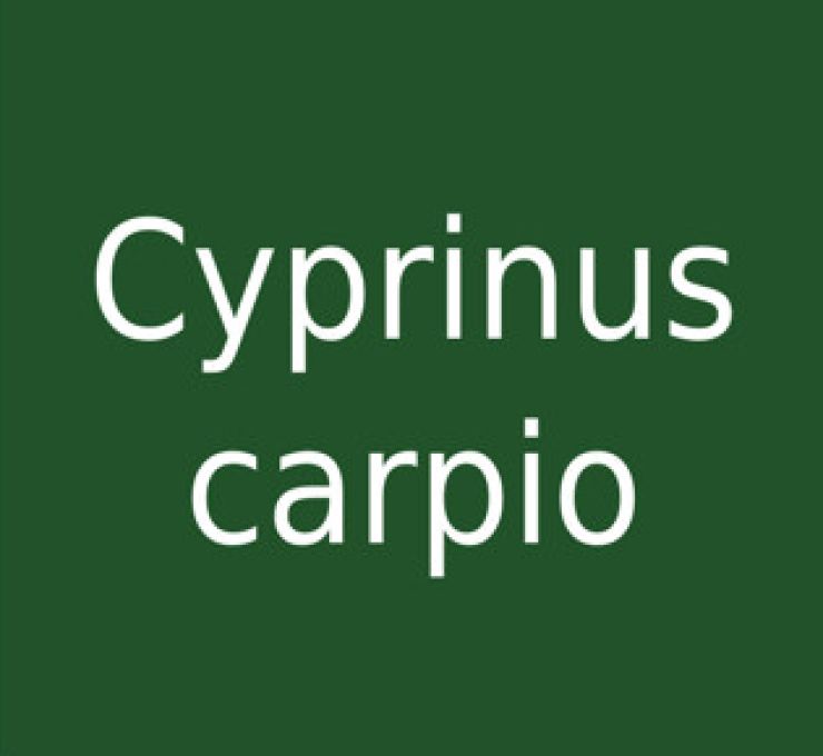 zobrazit detail snímku: Cyprinus carpio