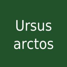 Ursus arctos