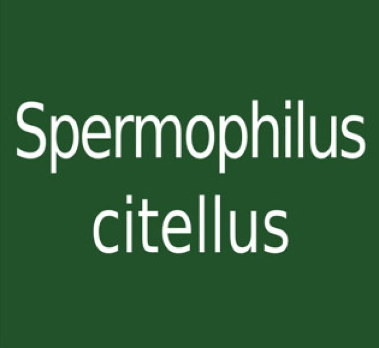zobrazit detail snímku: Spermophilus citellus