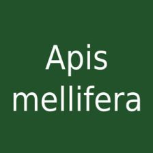 Apis mellifera