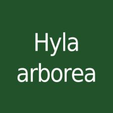 Hyla arborea