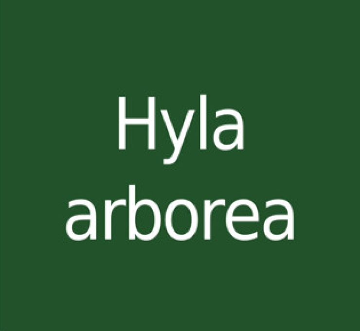 zobrazit detail snímku: Hyla arborea