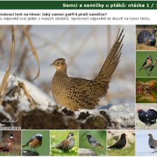 Poznávačka: Samci a samičky u ptáků
