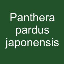 Panthera pardus japonensis