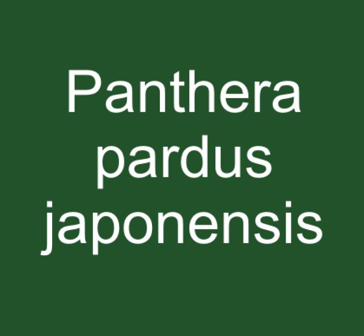 zobrazit detail snímku: Panthera pardus japonensis