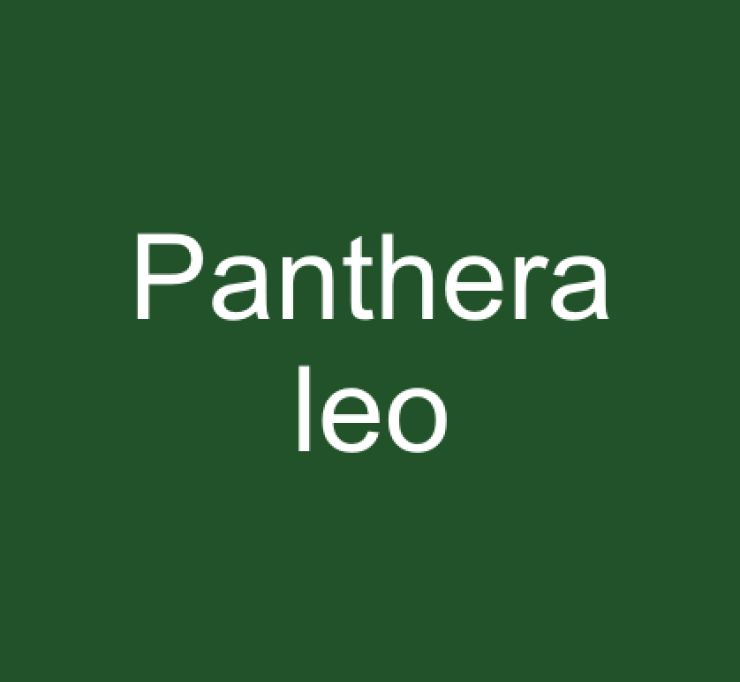zobrazit detail snímku: Panthera leo