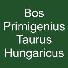 Bos Primigenius Taurus Hungaricus
