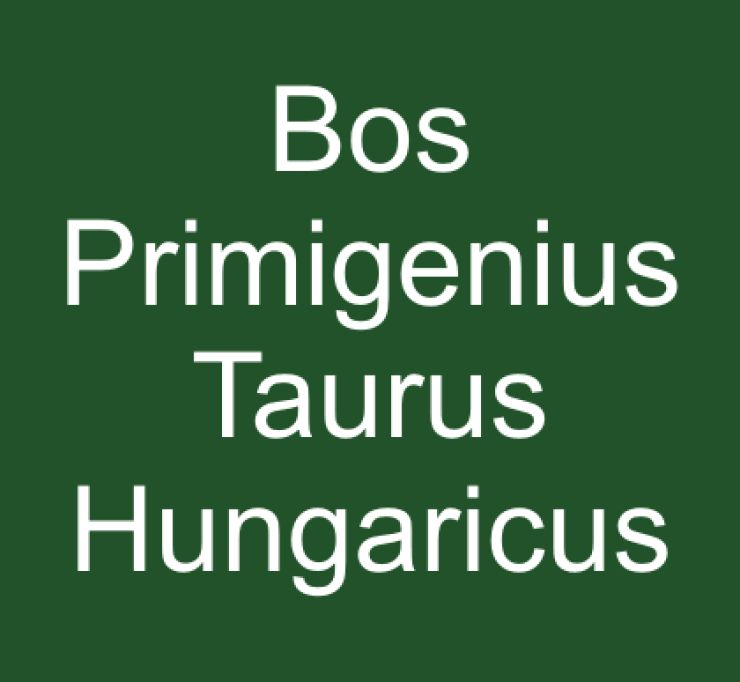 zobrazit detail snímku: Bos Primigenius Taurus Hungaricus