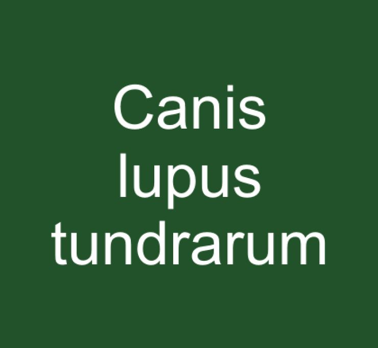 zobrazit detail snímku: Canis lupus tundrarum