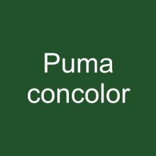 Puma concolor