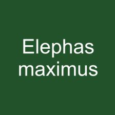 Elephas maximus