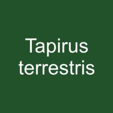 Tapirus terrestris