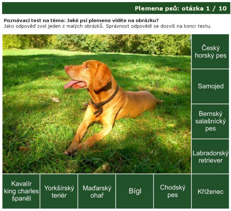 zobrazit detail snímku: Poznávačka: psí plemena